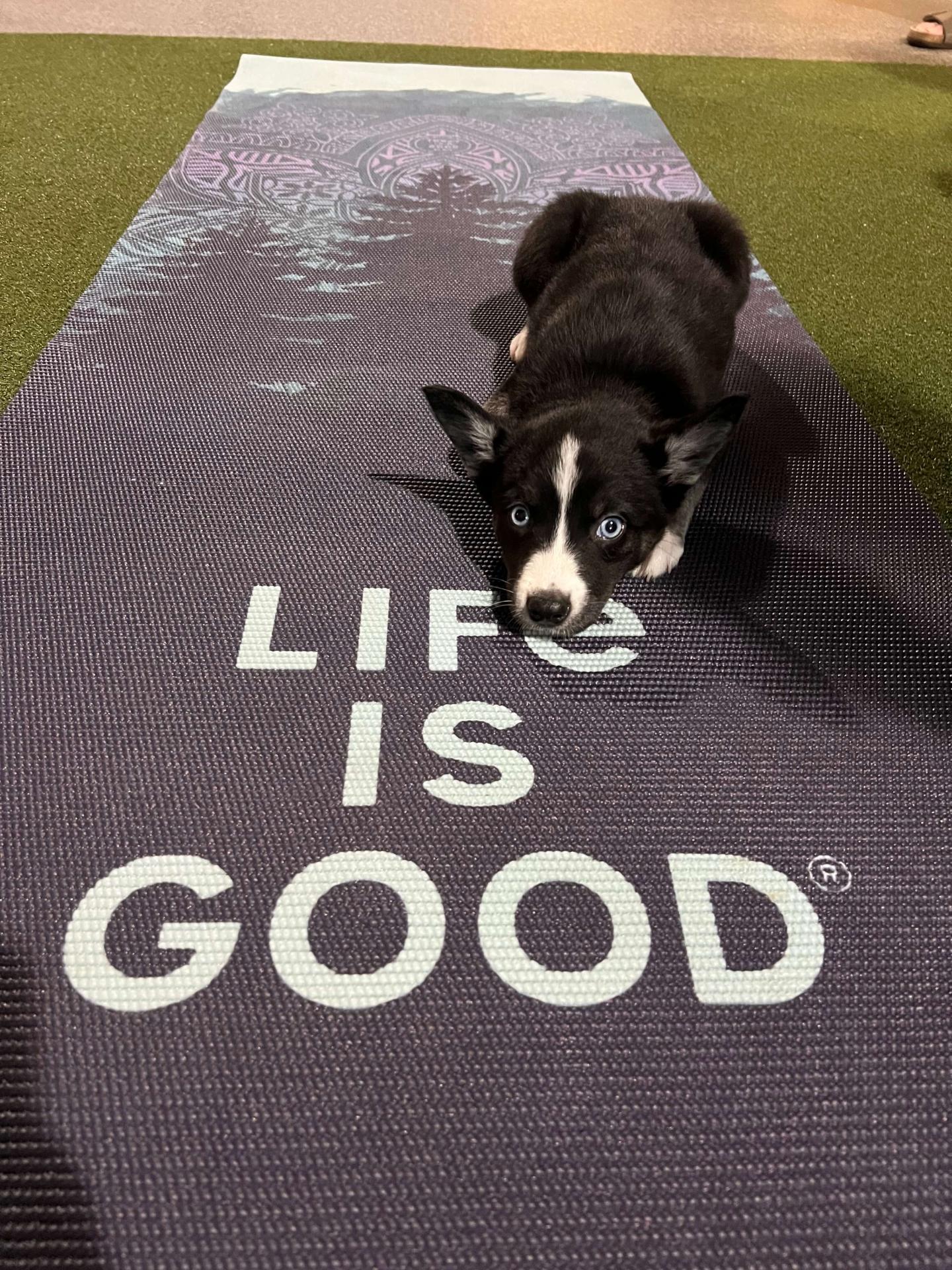 Puppy Yoga
