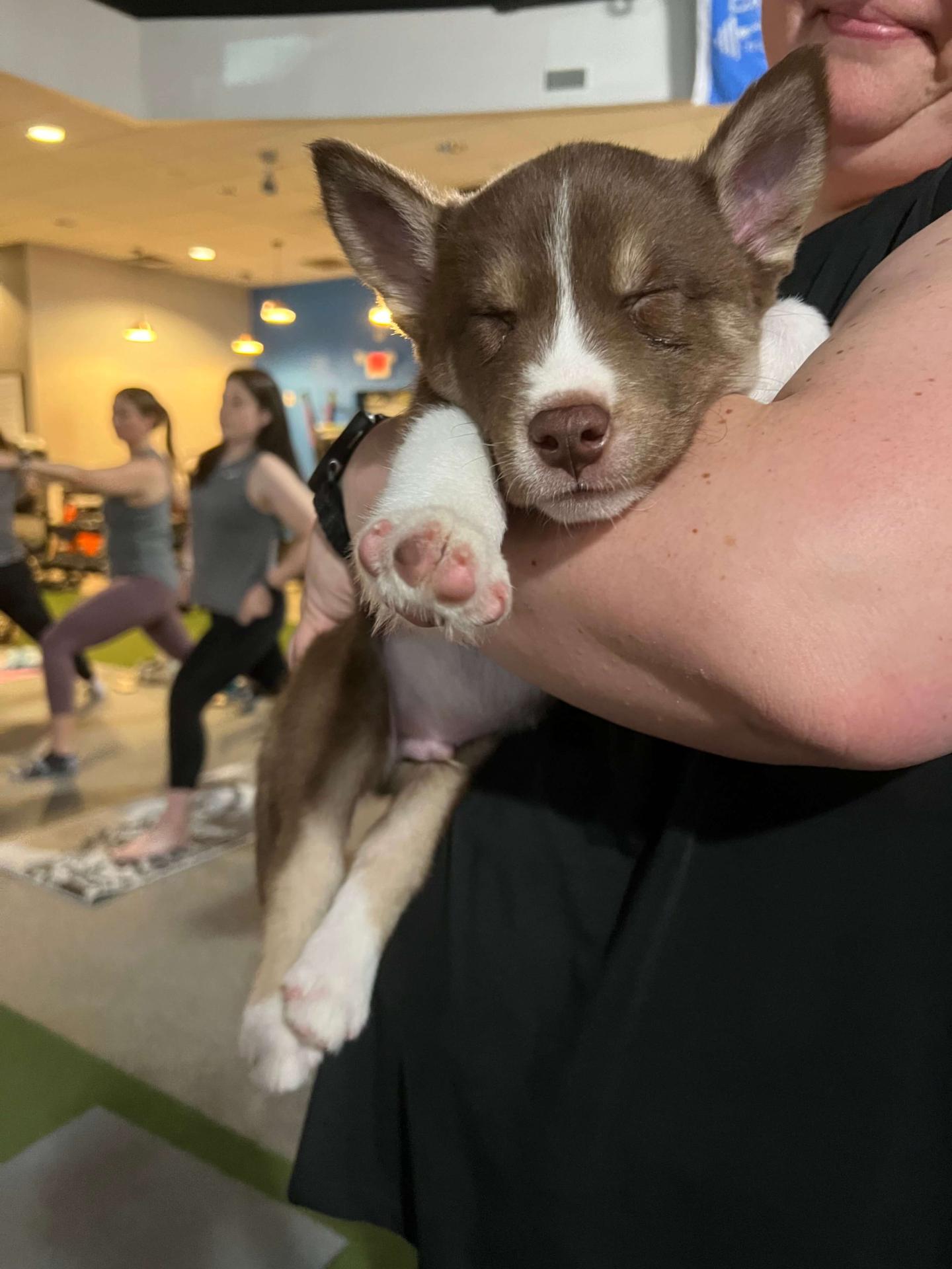 Puppy Yoga