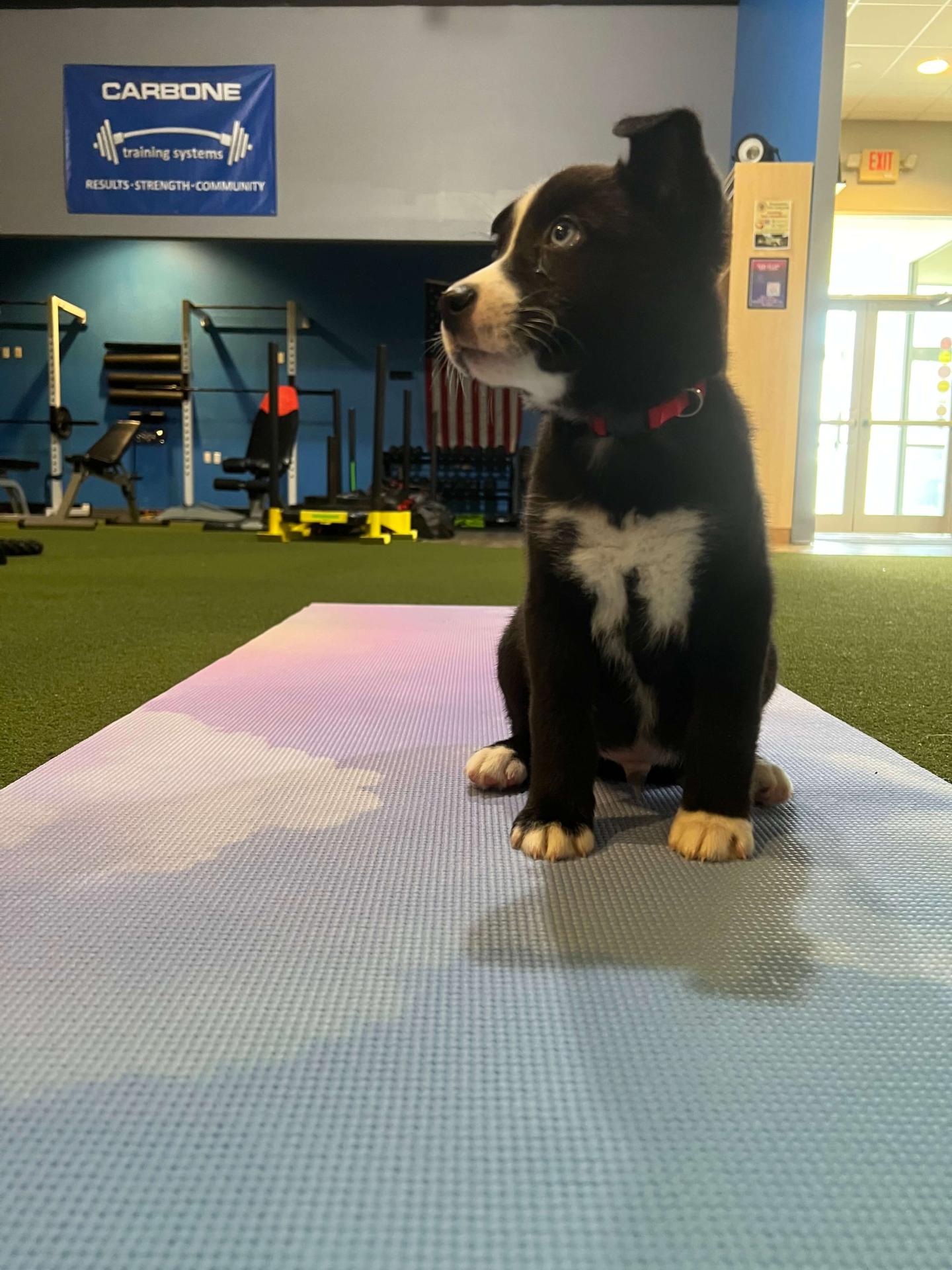 Puppy Yoga