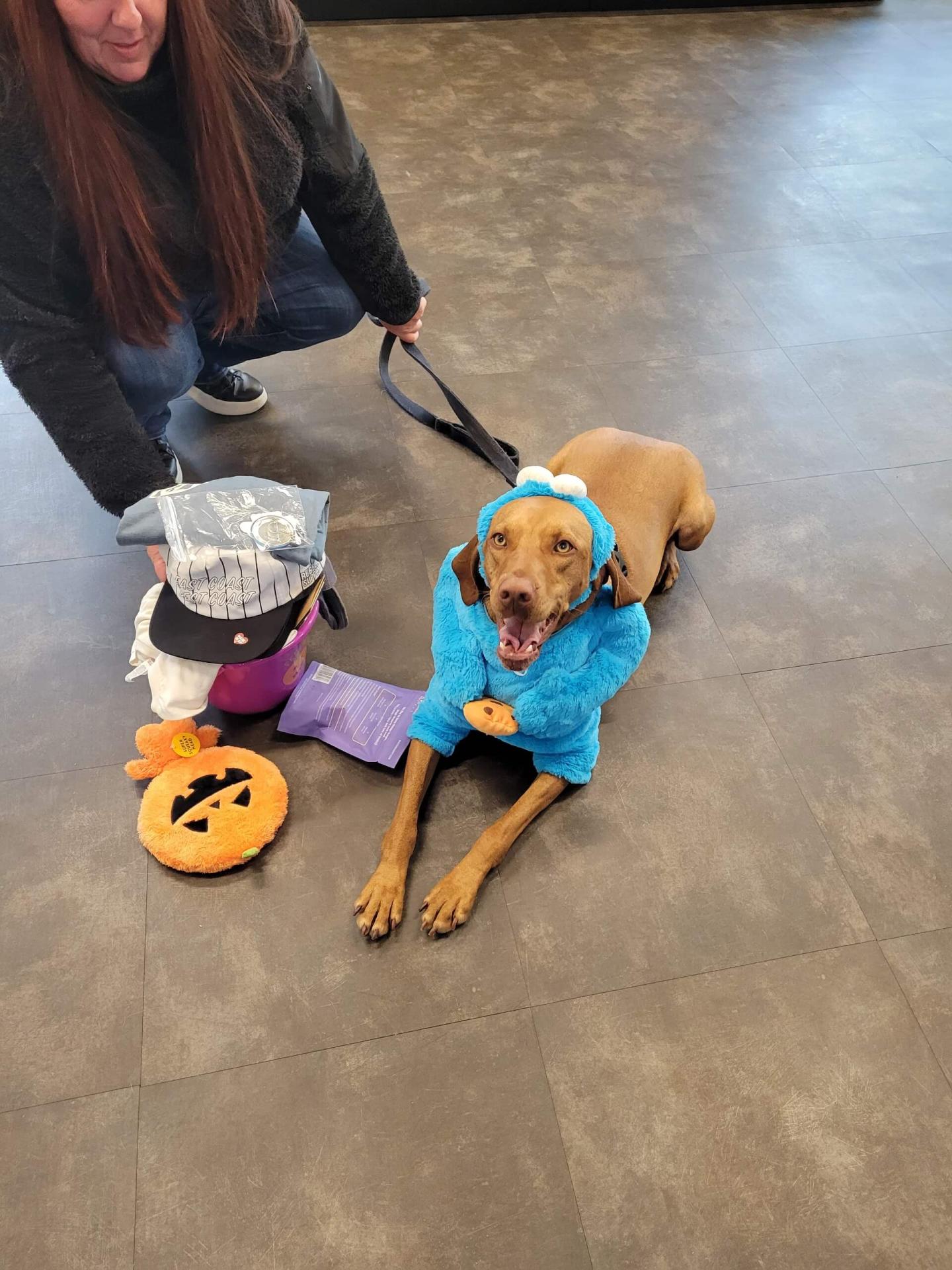 Dog dressed up in cookie monster costume