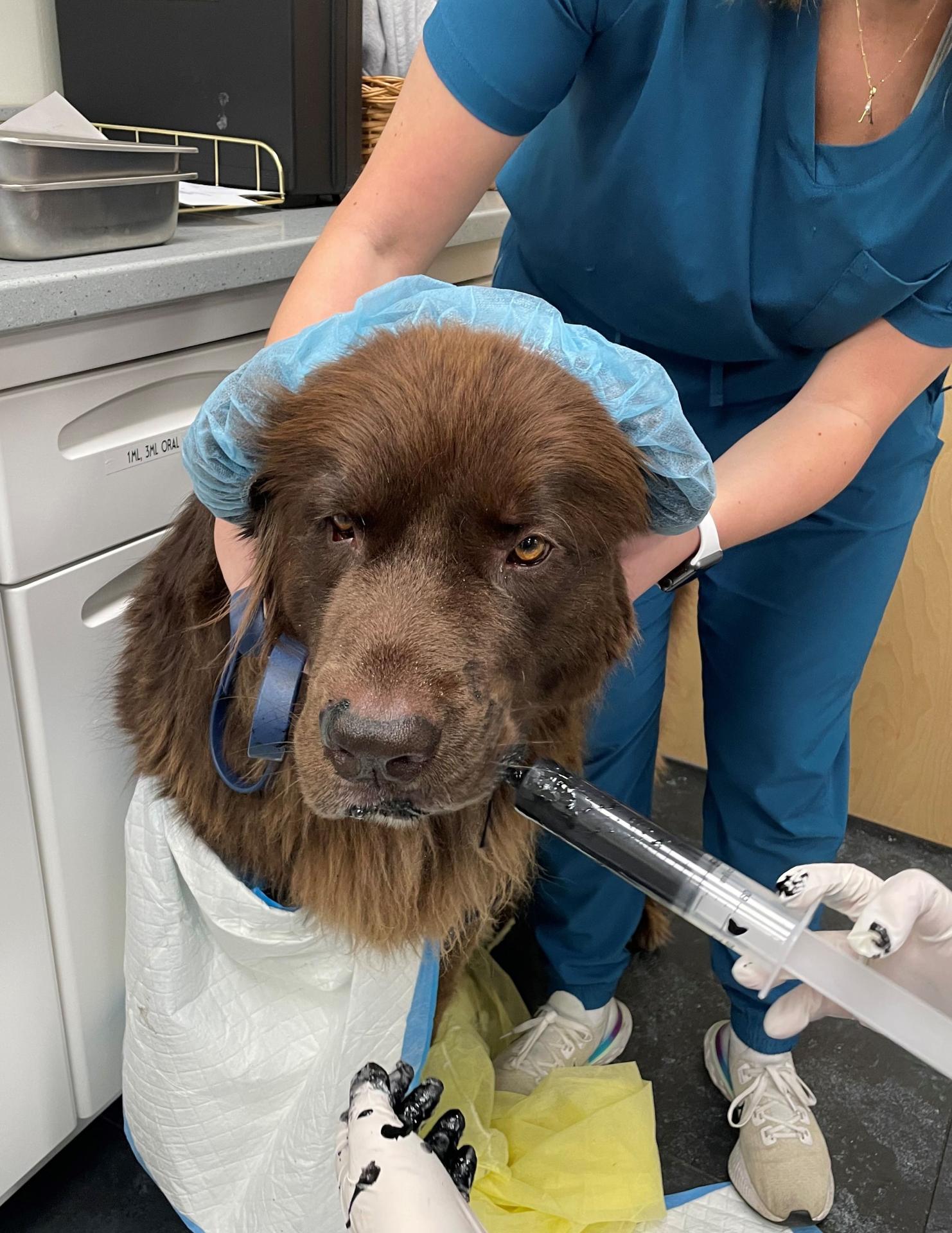 Dog receiving activated charcoal