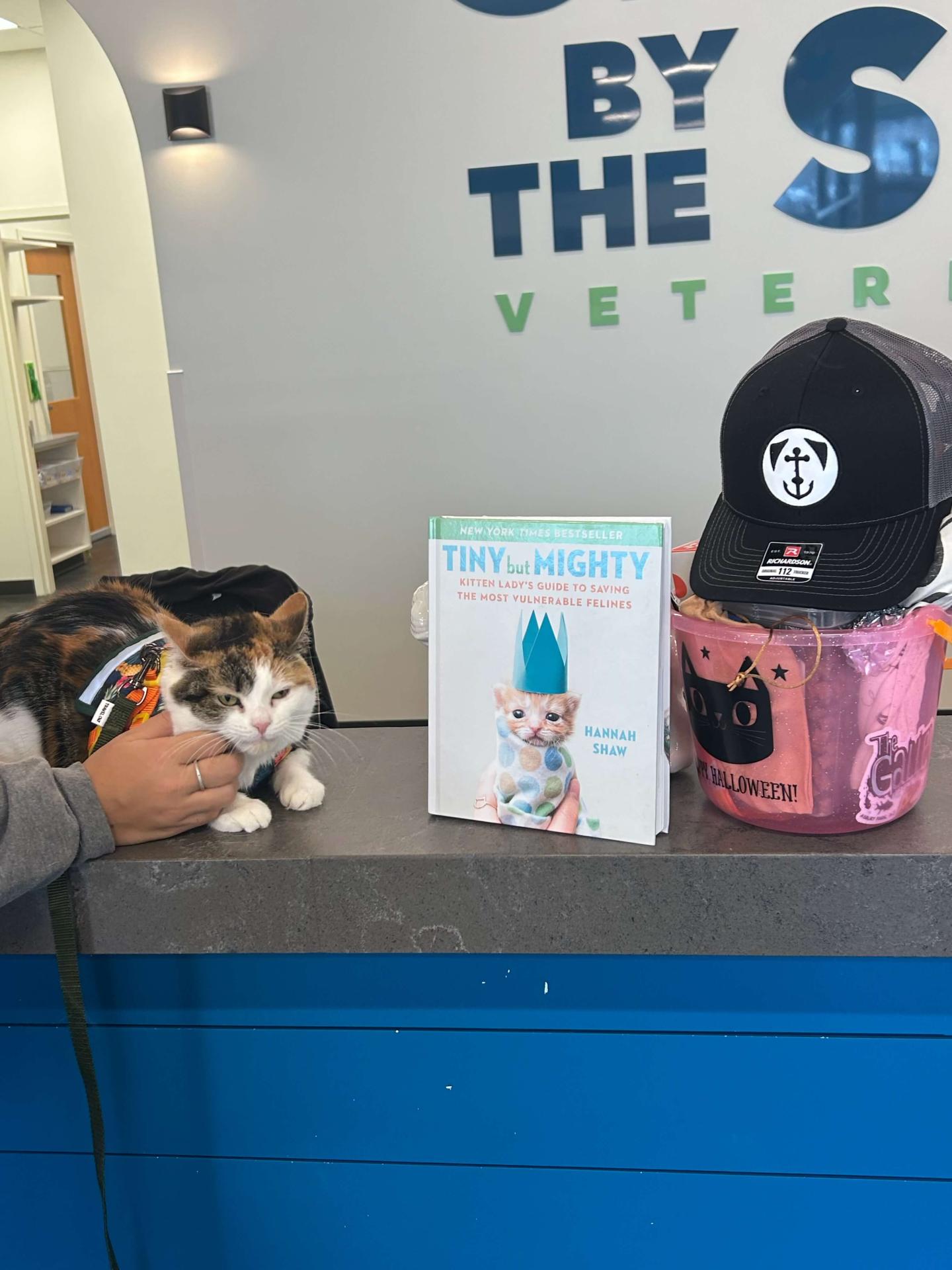 Cat dressed up in banana costume