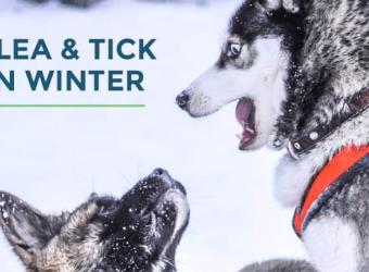 Continuing Flea &amp; Tick Treatment In Winter