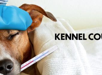 Kennel Cough In Dogs