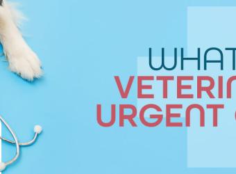 What Is Veterinary Urgent Care?